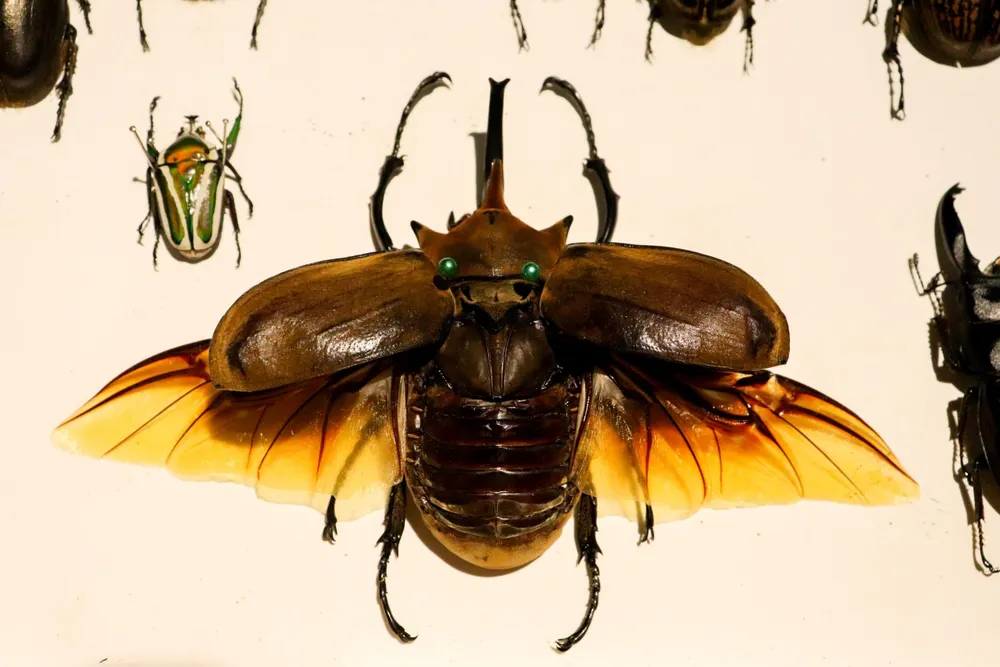 Bọ voi Nam Mỹ (Có tên khoa học là Megasoma Elephas) là loại bọ có kích thước lớn nhất trong bộ sưu tập của Kiệt. Bọ voi Nam Mỹ (Có tên khoa học là Megasoma Elephas) là loại bọ có kích thước lớn nhất trong bộ sưu tập của Kiệt.