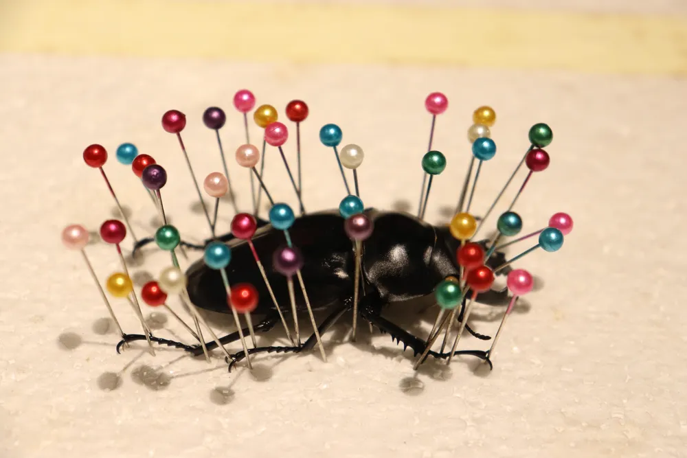 Một mẫu bọ đã được ghim kim định hình. Một mẫu bọ đã được ghim kim định hình.