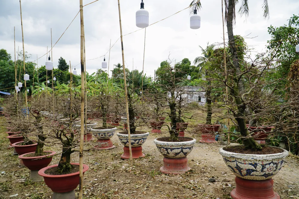 Chủ vườn mai Anh Hoà trên đường Phạm Văn Đồng, TP Thủ Đức trải lòng: “Dọn mai ra trưng bán đã hơn 10 ngày, tuy nhiên thời tiết âm u kèm gió sợ ảnh hưởng chất lượng hoa, hoa nở không đúng ý”