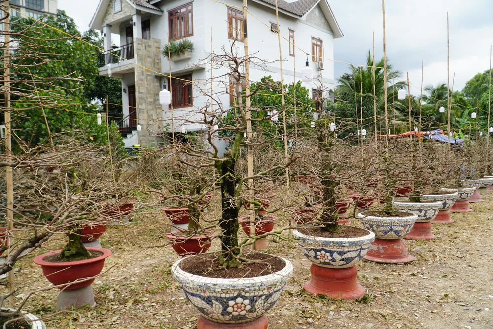 Những ngày cuối năm người trồng mai phải túc trực ngày đêm, thậm chí mất ăn mất ngủ vì phập phồng nỗi lo thời tiết ảnh hưởng mùa vụ.