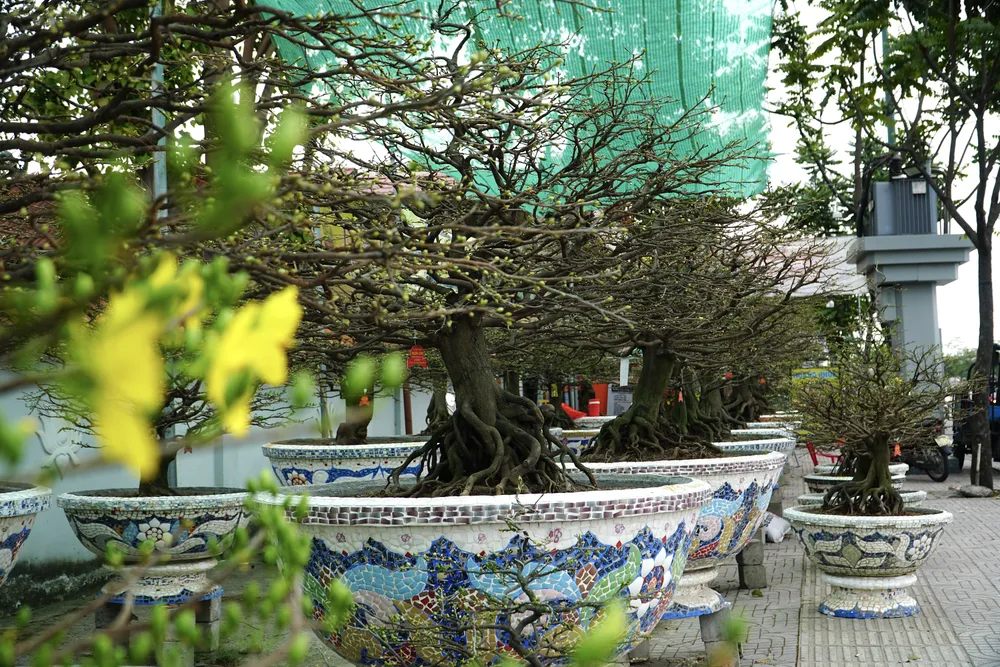 Những ngày giáp Tết, đi dọc tuyến đường Phạm Văn Đồng (TP Thủ Đức, TP.HCM) không khó để bắt gặp những hàng mai vàng đổ về đây trưng bán khắp nơi.