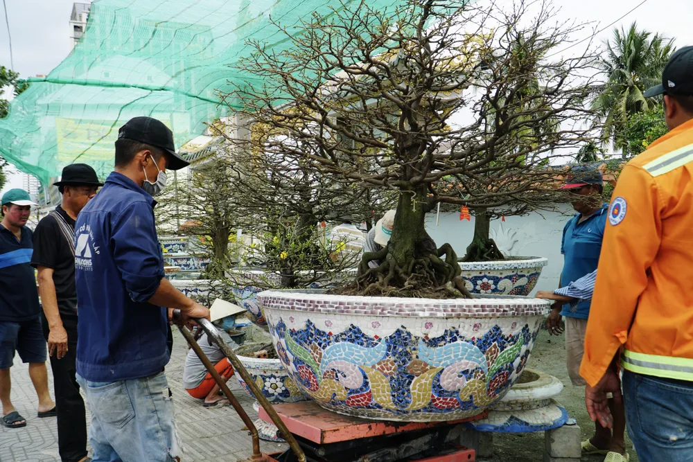 Thủ Đức được xem là “thủ phủ” của mai vàng tại TP.HCM khi quy tụ nhiều nhà vườn lớn và lâu năm.