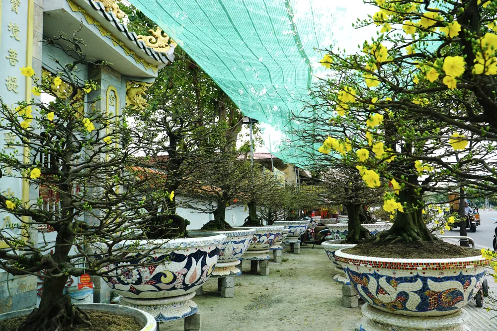 Nổi bật giữa nhiều nhà vườn, vựa mai Phương Bình (TP Thủ Đức) gây ấn tượng khi trưng bày toàn những gốc mai “khủng”.