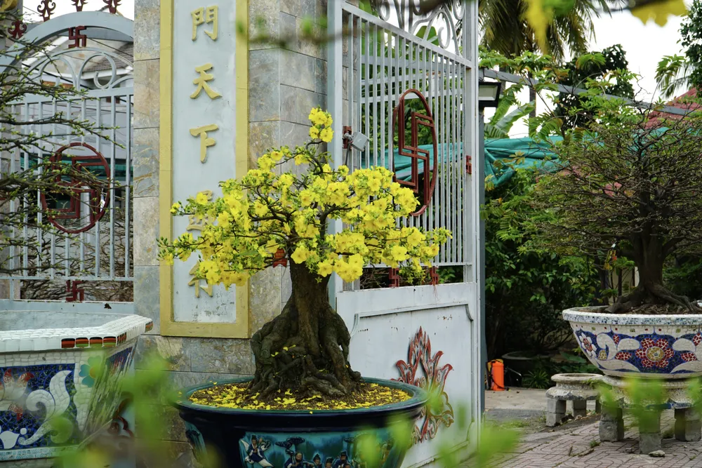 Có nhiều cây kích hoa nở sớm chủ yếu dành cho các doanh nghiệp, công ty thuê.