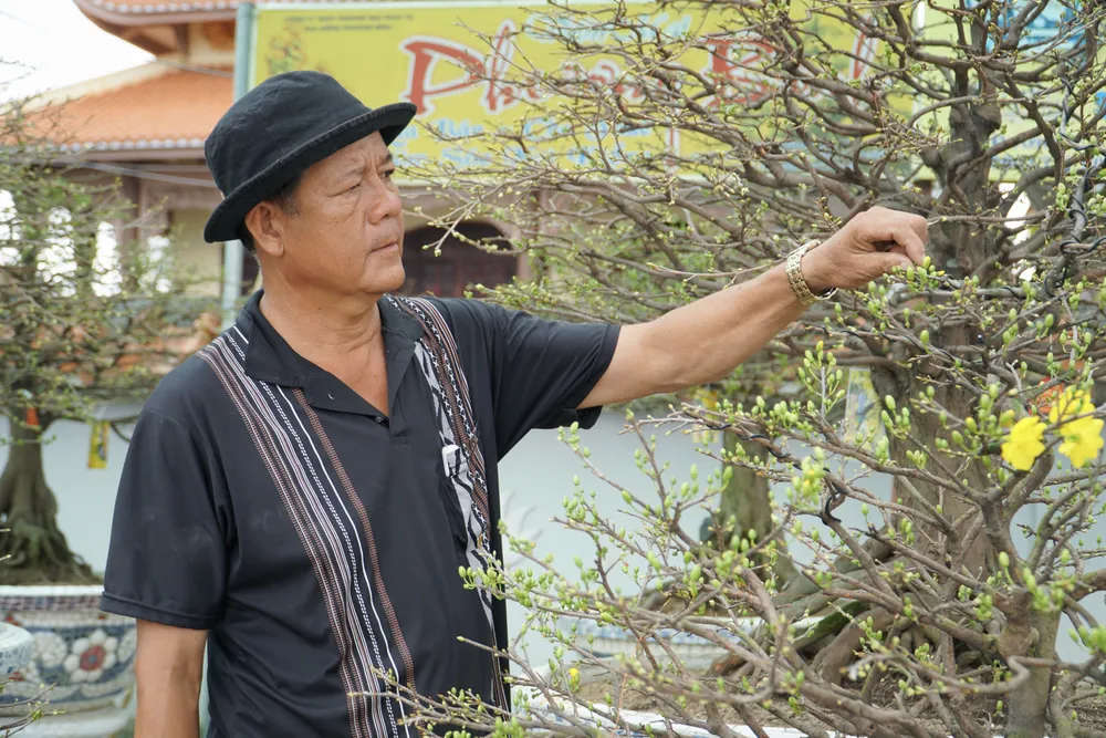 Hơn 20 năm nay theo nghề trồng mai, ông Nguyễn Văn Phương (57 tuổi, ngụ TP. Thủ Đức) tâm sự: “Năm nay mùa mưa kéo dài, thời tiết lạnh gây ảnh hưởng việc trồng mai rất nhiều, bông ra không đạt, sâu bệnh hoành hoành. Cuối năm tình hình thời tiết càng thất thường nên cũng đứng ngồi không yên.”