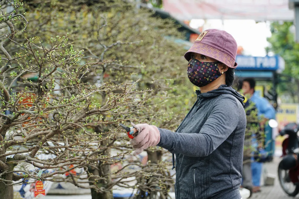 Không riêng gì ông Phương, nhiều hộ trồng mai cũng rơi vào tình cảnh tương tự. Thời tiết những ngày cuối năm cứ nắng rồi mưa đan xen, có nhiều ngày liên tiếp thời tiết âm u khiến nhiều chủ nhà vườn cũng đành phó mặc cho trời.
