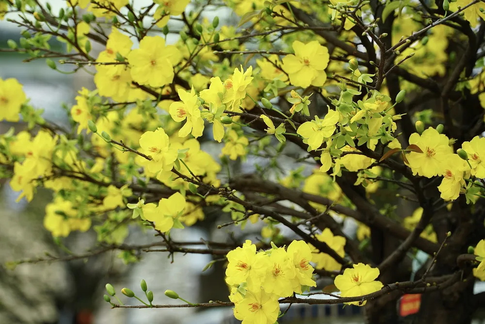 Tại vườn Phương Bình chủ yếu là các gốc mai tứ quý ghép với giống siêu bông cho nụ to, hoa nở rộ, màu vàng rực bắt mắt.