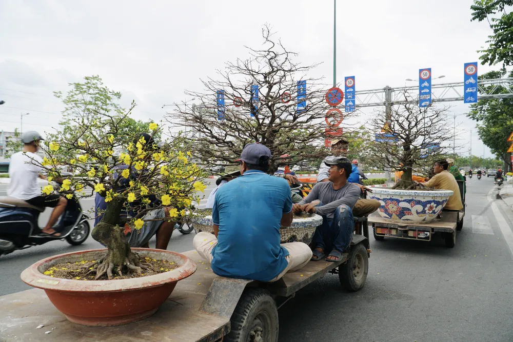 Năm nay nhà vườn Phương Bình cung ứng thị trường hàng trăm gốc mai, có gốc hơn 70 năm tuổi, giá trị lên đến 1 tỷ đồng.