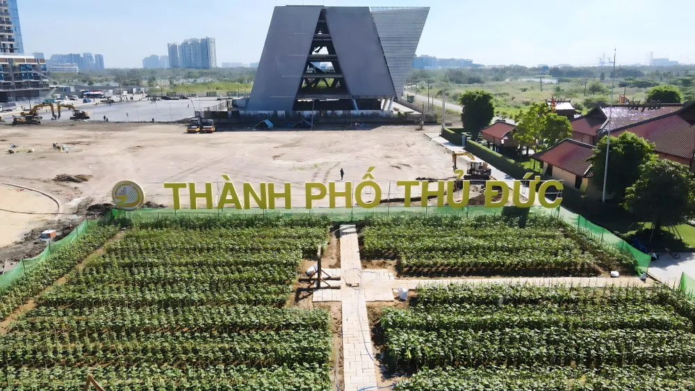 hoa hướng dương nở tại công viên bờ sông