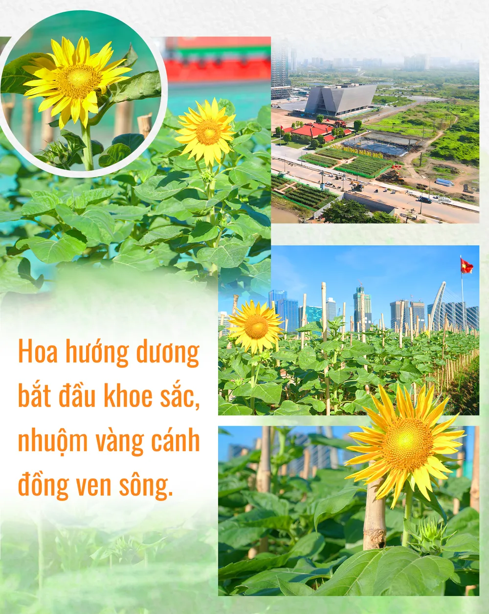 30 ngày biến lau lách, cỏ dại thành điểm đến lý tưởng mới ở TP.HCM