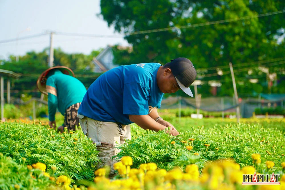 Ảnh 13 -lang-hoa.jpg