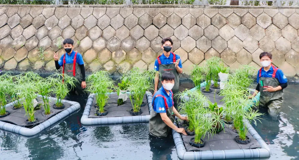 Cay-thuy-sinh- thum.jpg