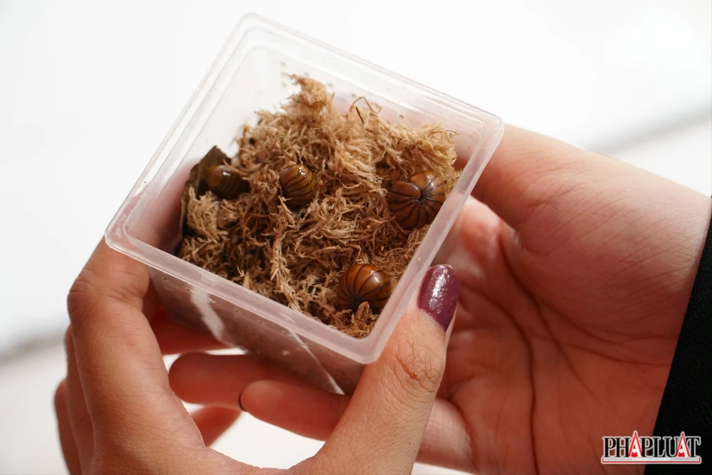 Ảnh 11 con-cuon-chieu .jpg