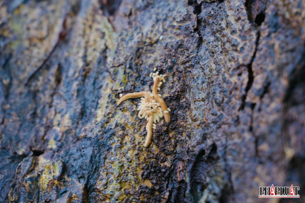 Ảnh 13 con-cuon-chieu .jpg