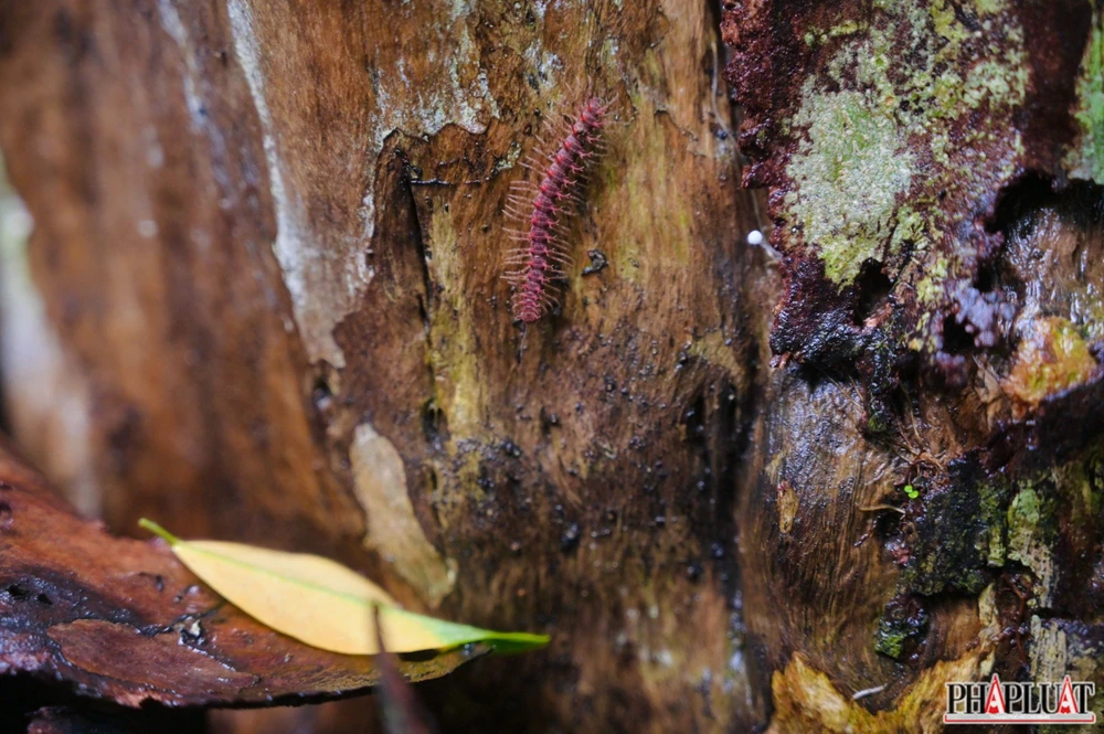 Ảnh 14 con-cuon-chieu .jpg