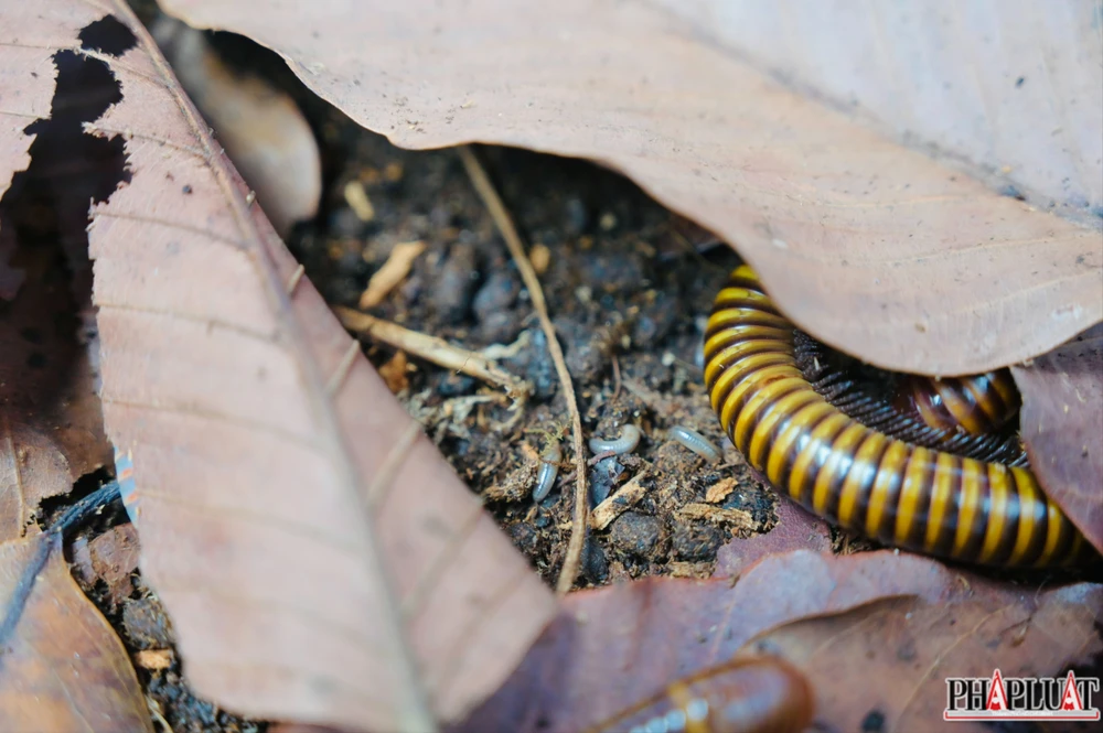 Ảnh 8 con-cuon-chieu.jpg