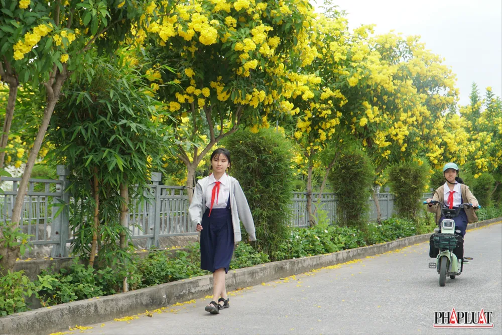 10 -hoa-huynh-lien. .jpg