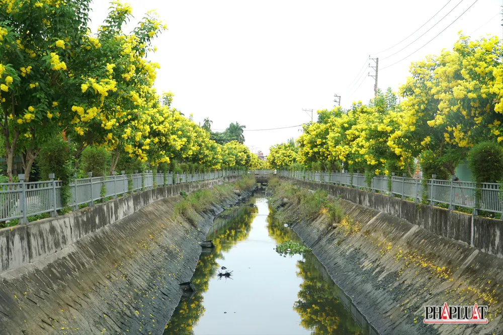 4 -hoa-huynh-lien .jpg