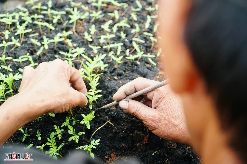 12 -lang-hoa-tan-ba.jpg