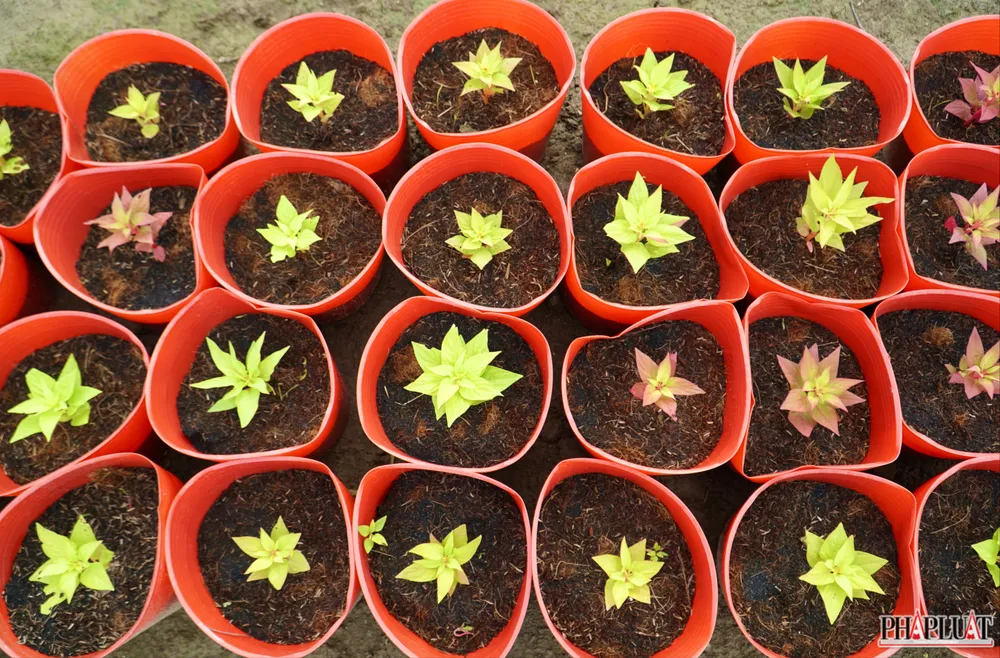 5. 1 -lang-hoa-tan-ba.jpg