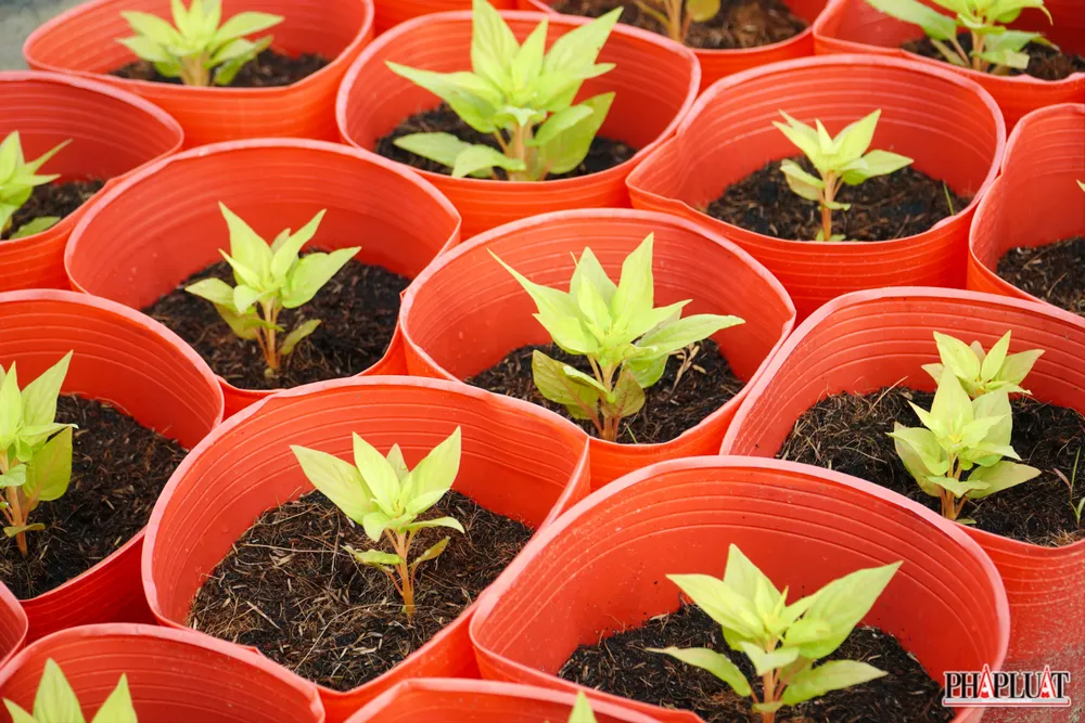 5. 2 -lang-hoa-tan-ba.jpg