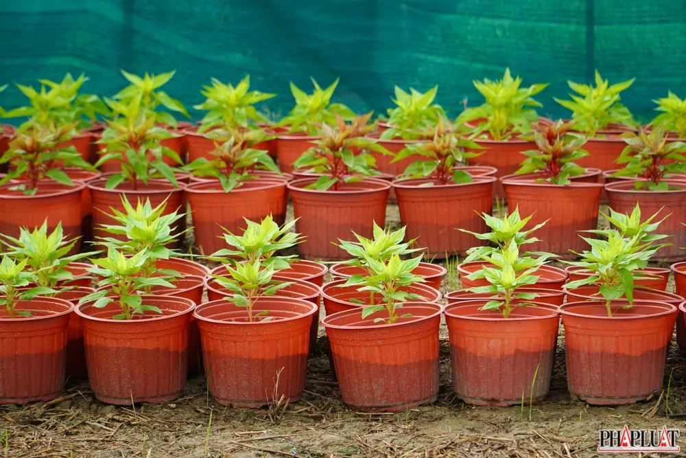 7.1 -lang-hoa-tan-ba.jpg