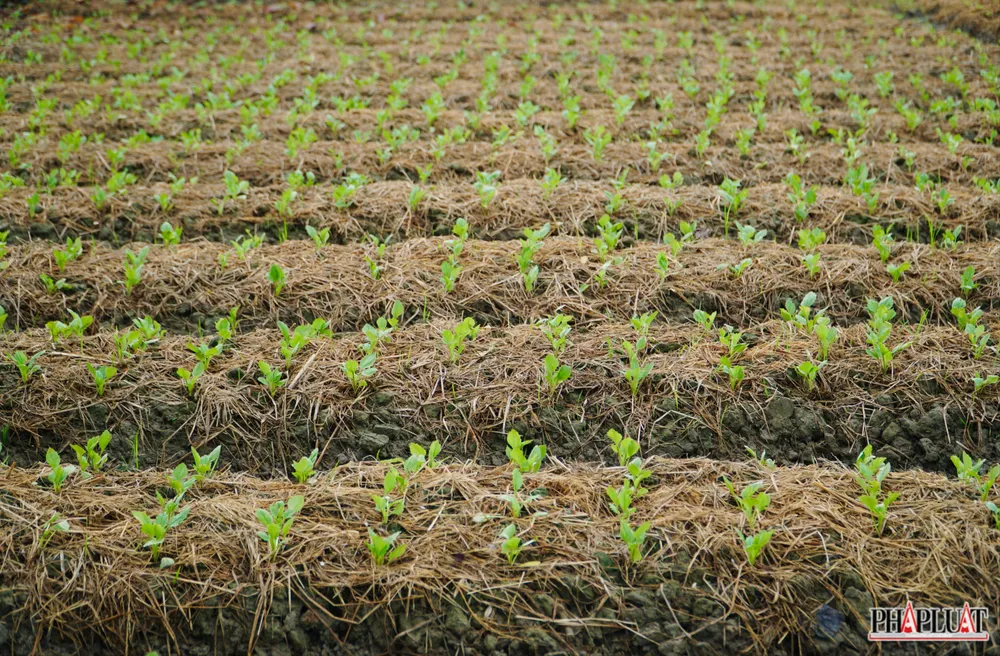 9 -lang-hoa-tan-ba.jpg