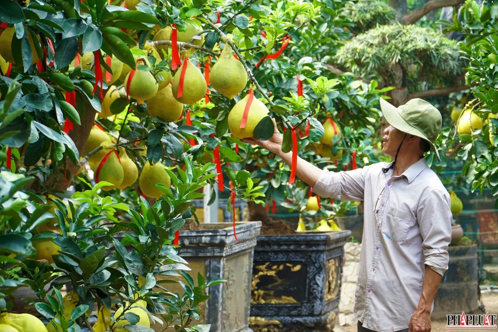 10 -cay-buoi-dien.jpg