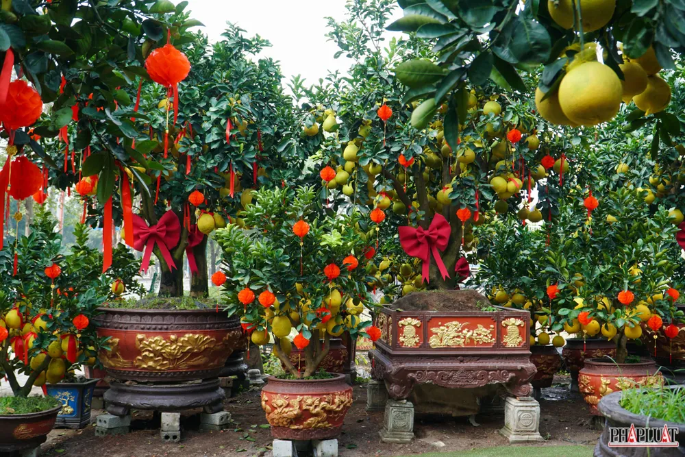 13 -cay-buoi-dien.jpg