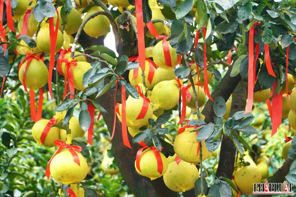 14 -cay-buoi-dien.jpg