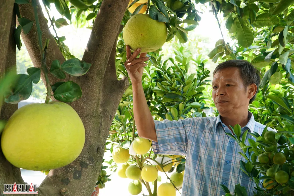 15 -cay-buoi-dien.jpg