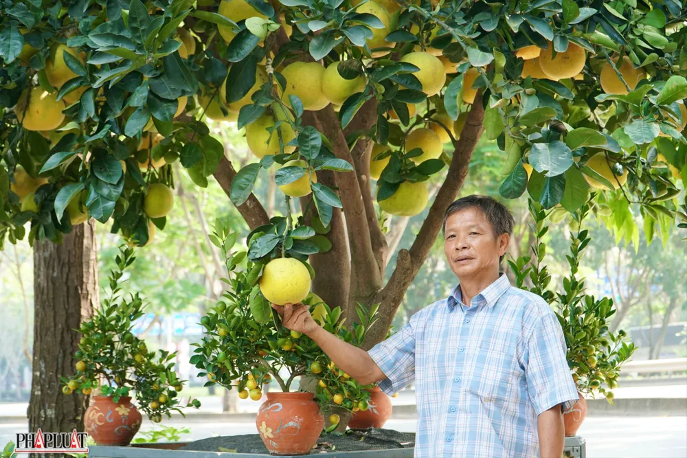 16 -cay-buoi-dien.jpg