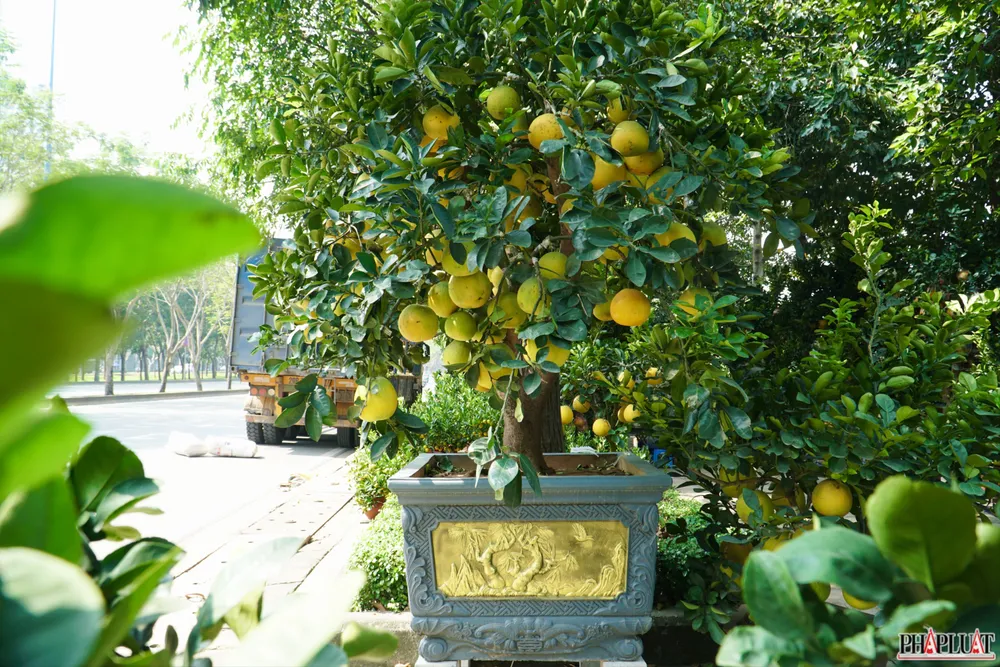 17 -cay-buoi-dien.jpg