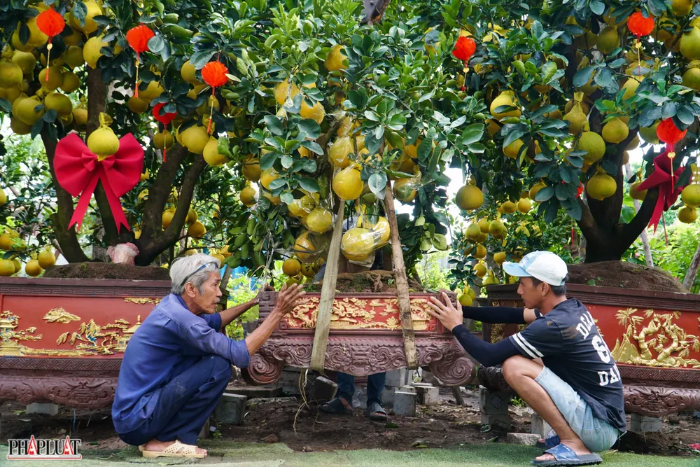 2 -cay-buoi-dien.jpg