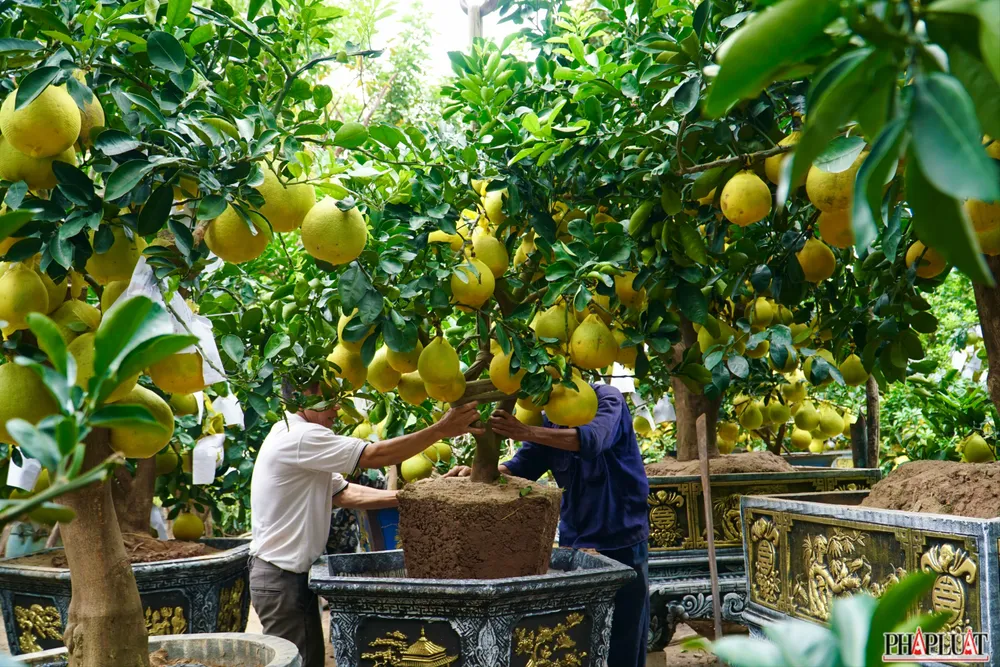 3 -cay-buoi-dien.jpg