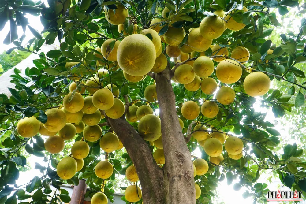 ảnh 4. 1 -cay-buoi-dien.jpg