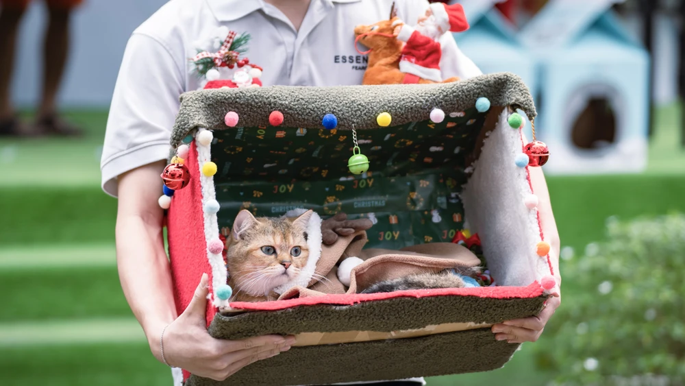 17 -WCF-Jubilee-Show.jpg