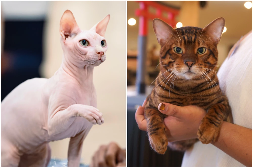 2 -WCF-Jubilee-Show.JPEG