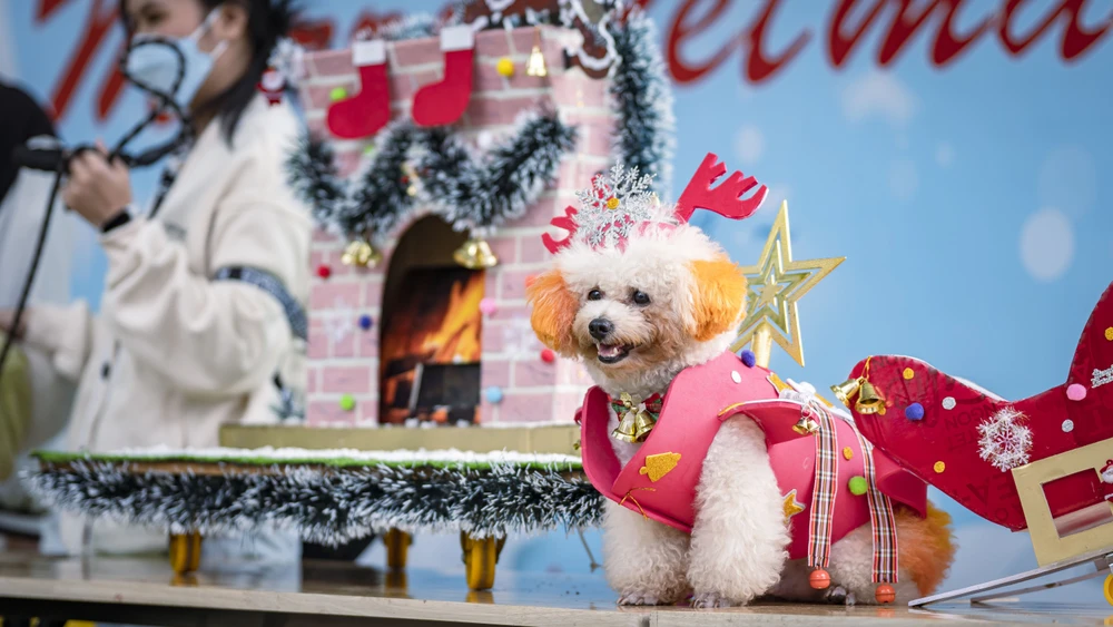 Nhiều người tham gia lễ hội vô cùng thích thú trước những bộ trang phục độc đáo, đầy màu sắc của các bé chó mèo.