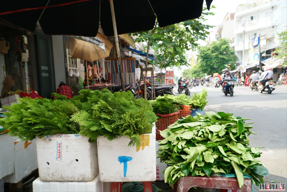 1.1 -trac-bach-diep.jpg