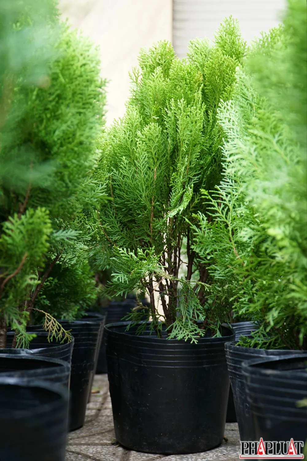 12.1 -trac-bach-diep.jpg