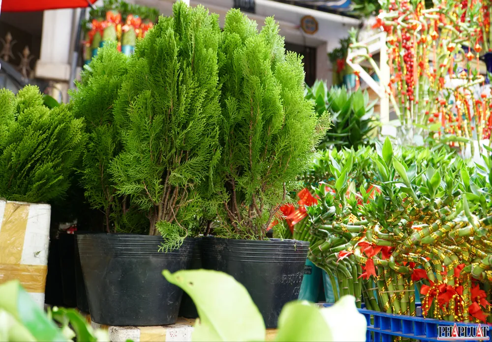 13 -trac-bach-diep.jpg