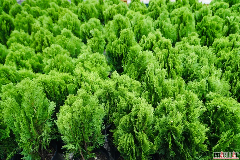 5 -trac-bach-diep.jpg