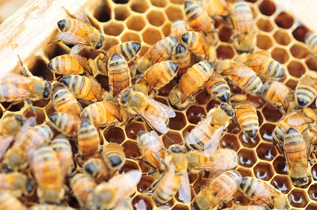 Intel đang khắc phục hiện tượng “Đàn Ong Lìa Tổ” ảnh 1