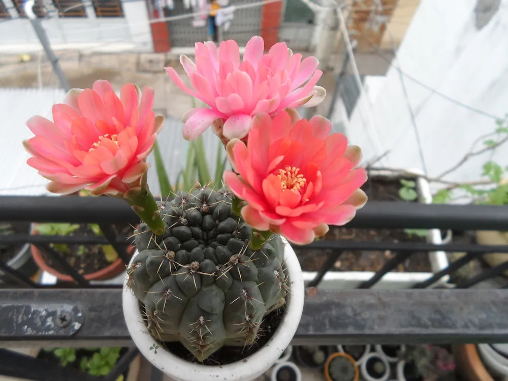 Những món quà độc đáo dành cho ngày nhà giáo ảnh 1 Những món quà độc đáo dành cho ngày nhà giáo ảnh 1