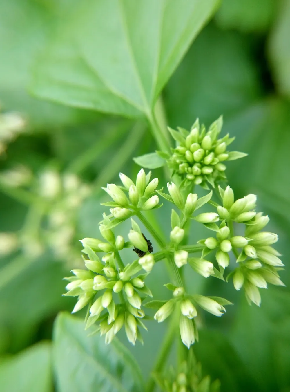 Trên tay chiếc smartphone giá siêu rẻ có hỗ trợ 4G ảnh 9