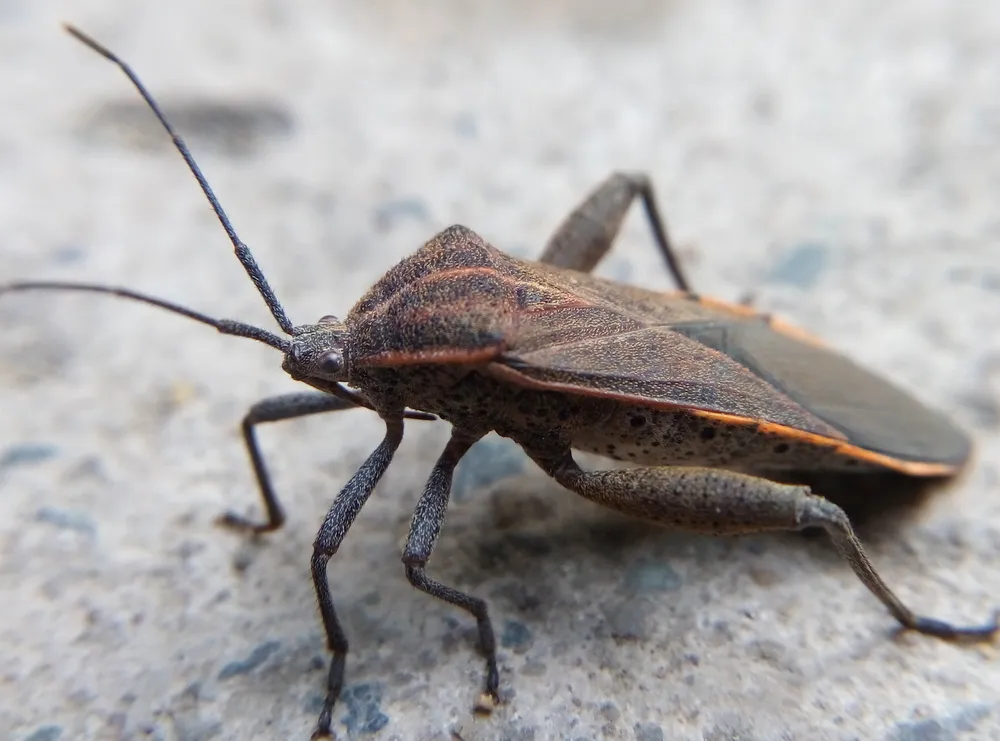 Trên tay chiếc smartphone giá siêu rẻ có hỗ trợ 4G ảnh 10