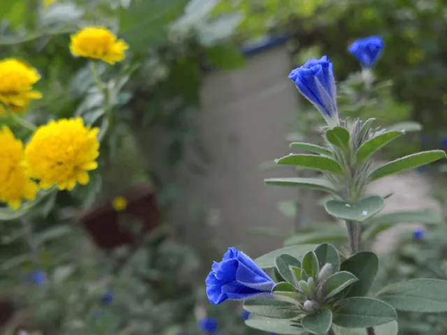 Đánh giá nhanh Lumia 950 XL ảnh 2