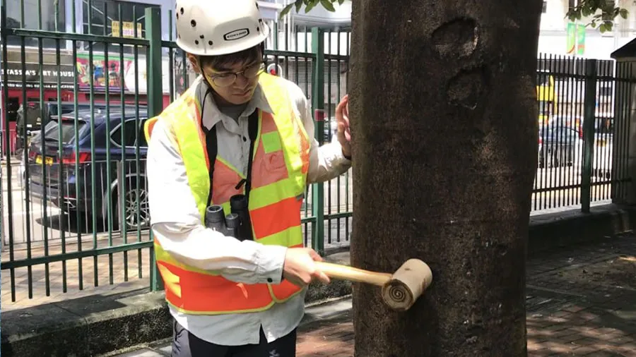 kiểm tra sức khỏe cây xanh