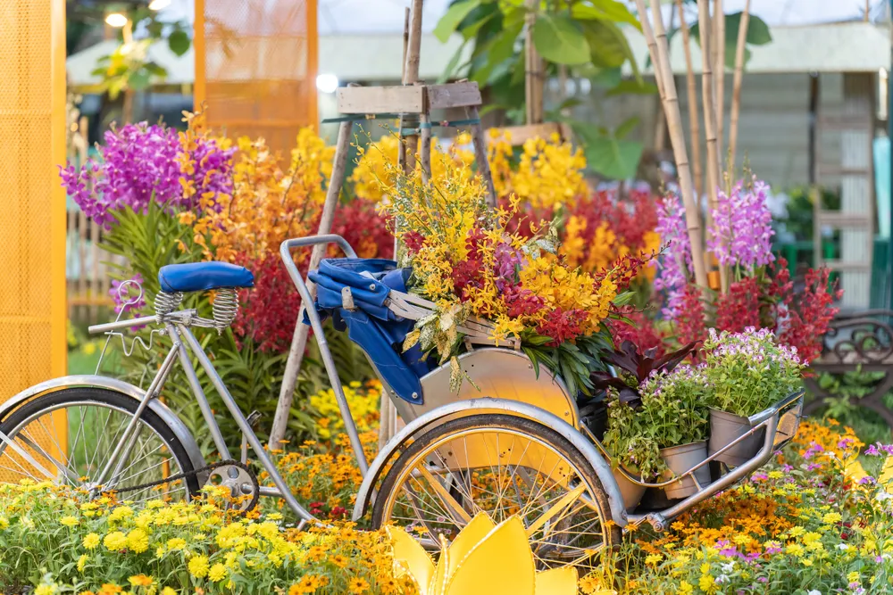 Những chiếc xích lô... chở đầy hoa lan. Ảnh: TIỂU MINH